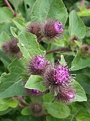 photo of Creeping Thistle