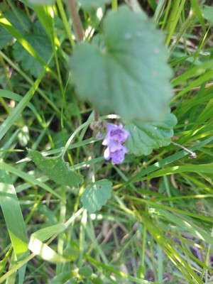 photo of Ground Ivy