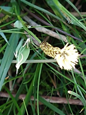 photo of Glaucous Sedge