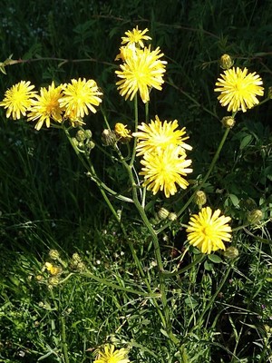 photo of Rough Hawk's Beard