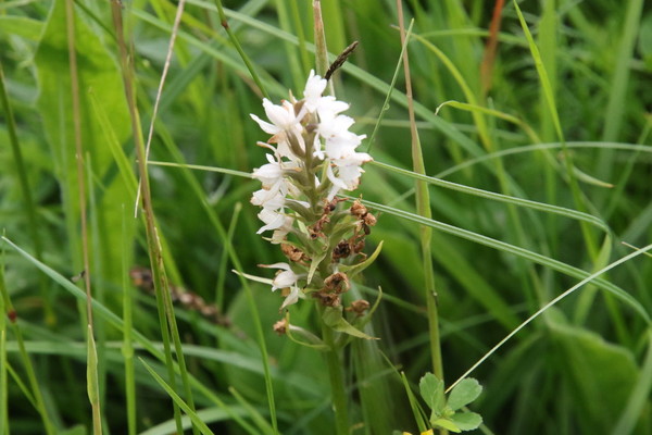 photo of Common Spotted Orchid