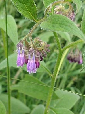 photo of Common Comfrey