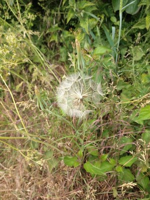 photo of Goat's Beard