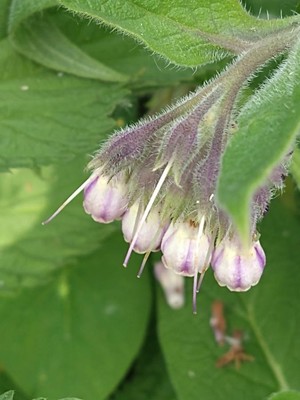 photo of Common Comfrey