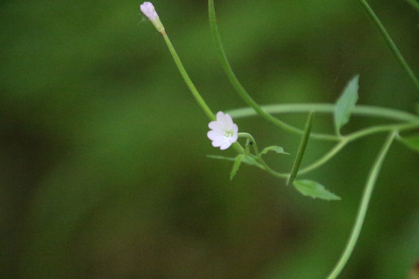 photo of Broad Leaved Willowherb