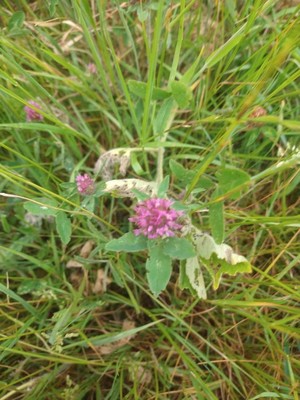 photo of Red Clover