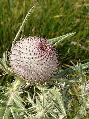 photo of Woolly Thistle
