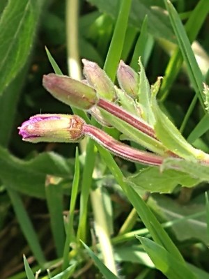 photo of Great Willowherb