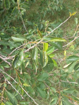 photo of Black Cherry