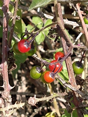 photo of Bittersweet