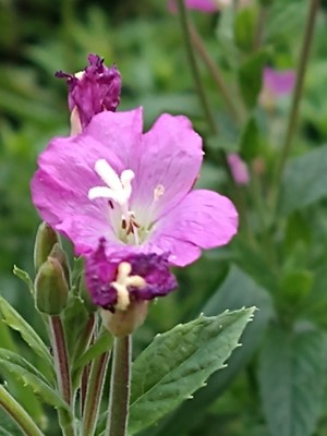 photo of Great Willowherb