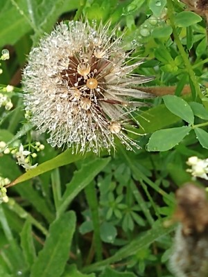 photo of Dandelion