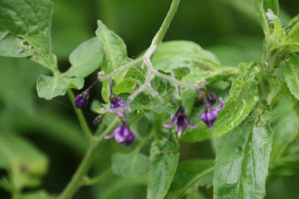 photo of Bittersweet