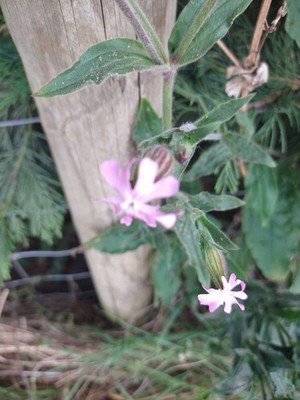 photo of Red Campion