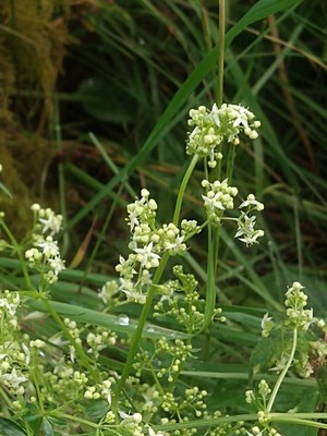 photo of Hedge Bedstraw