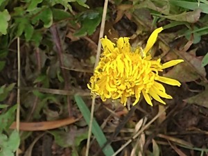 photo of Cut Leaved Dandelion