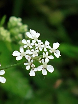 photo of Cow Parsley