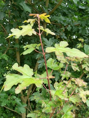 photo of Field Maple