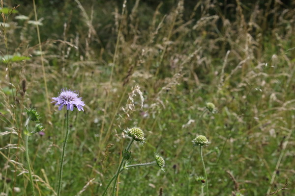 photo of Field Scabious