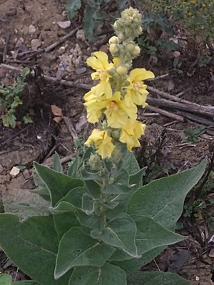 photo of Dense Flowered Mullein