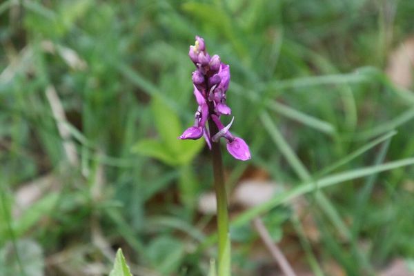 photo of Early Purple Orchid