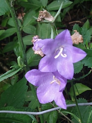 photo of Peach Leaved Bellflower