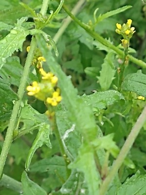 photo of Hedge Mustard