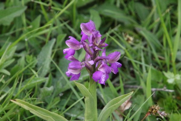 photo of Green Winged Orchid
