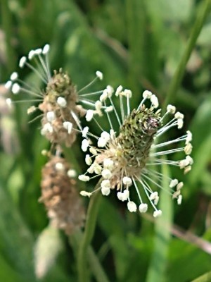 photo of Ribwort Plantain