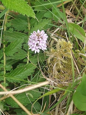 photo of Common Spotted Orchid