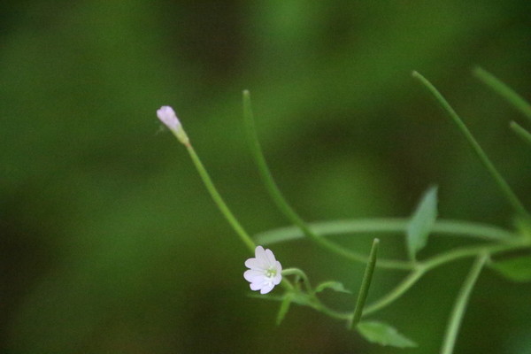 photo of Broad Leaved Willowherb