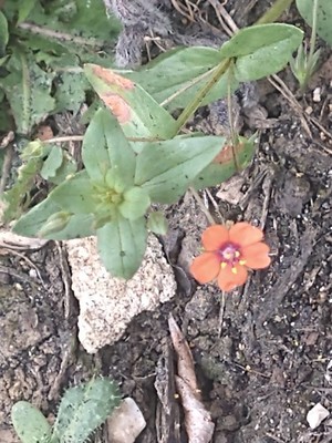 photo of Scarlet Pimpernel