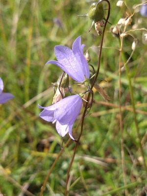 photo of Harebell