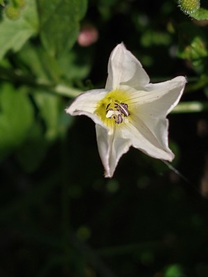 photo of Field Bindweed