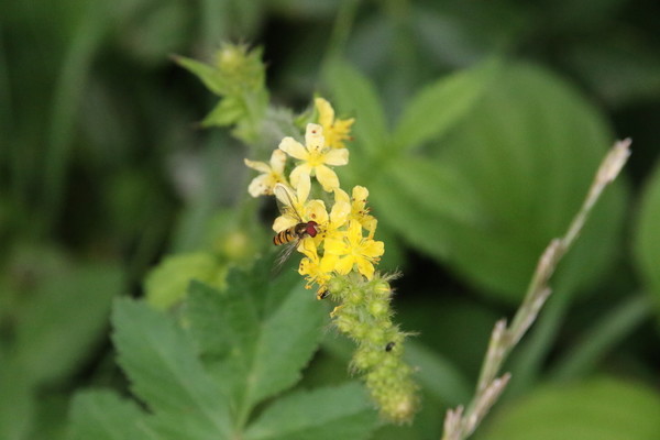 photo of Agrimony