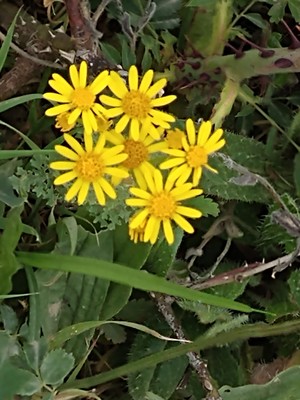 photo of Ragwort
