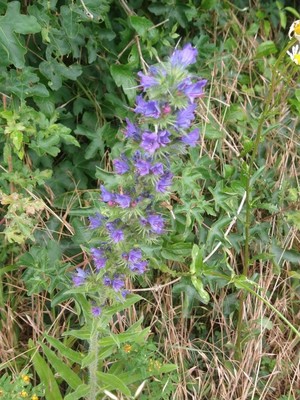 photo of Vipers Bugloss