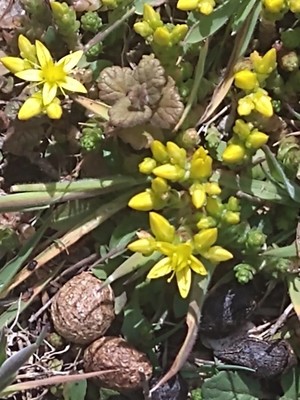 photo of Biting Stonecrop