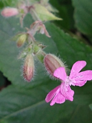 photo of Red Campion