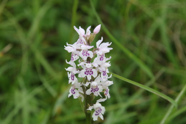 photo of Common Spotted Orchid