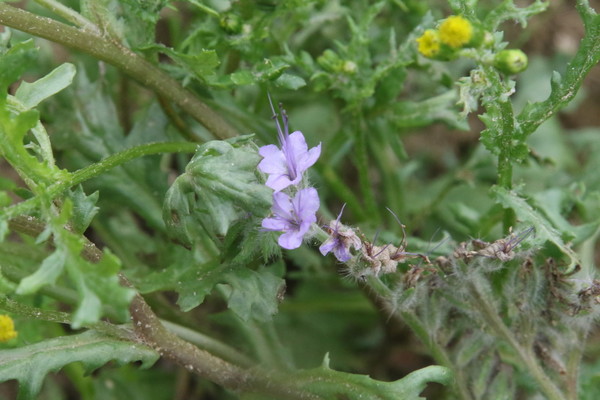 photo of Phacelia