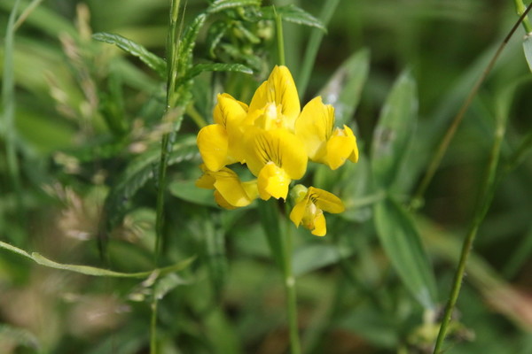 photo of Meadow Vetchling