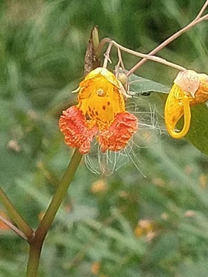 photo of Orange Balsam