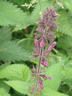 photo of Hedge Woundwort