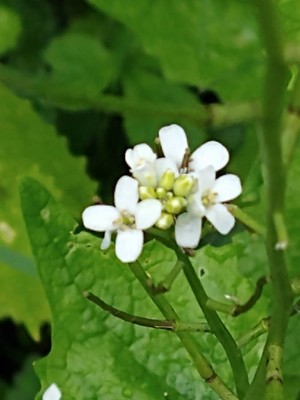 photo of Garlic Mustard