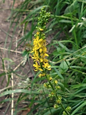 photo of Agrimony