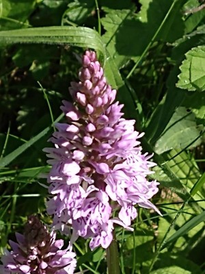 photo of Common Spotted Orchid