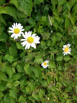 photo of Daisy