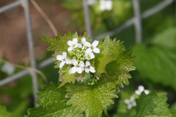 photo of Garlic Mustard