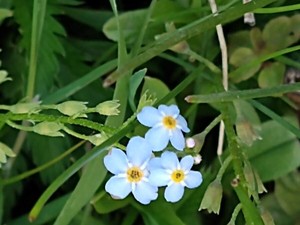 photo of Water Forget Me Not